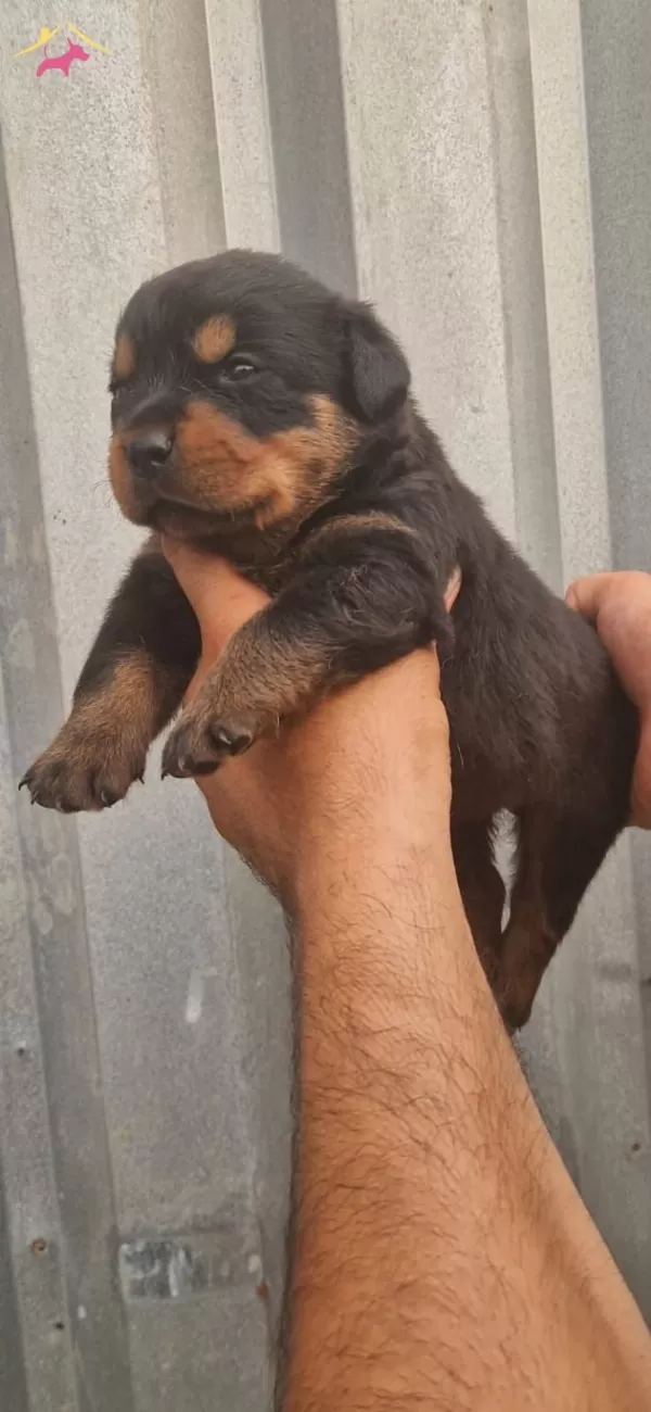 Safkan Koca Rottweiler Yavrularım