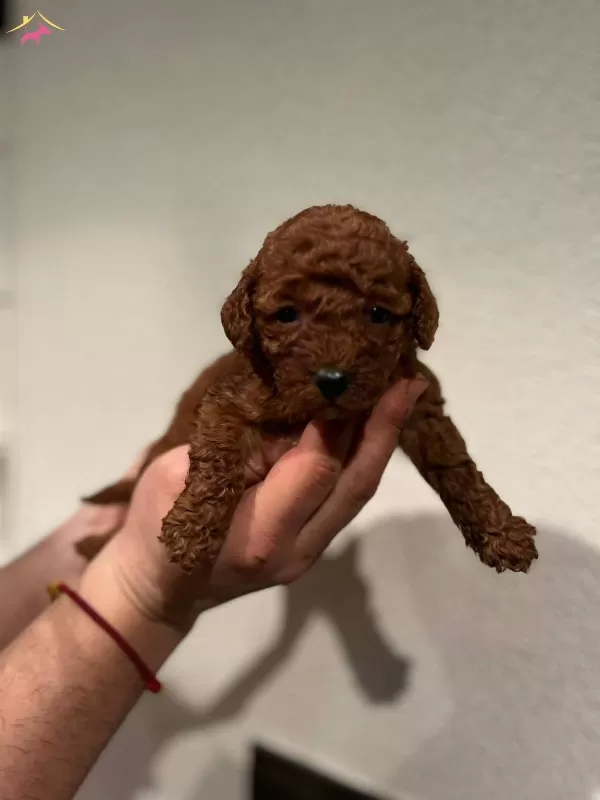 Red Brown Toy Poodle Bebekler