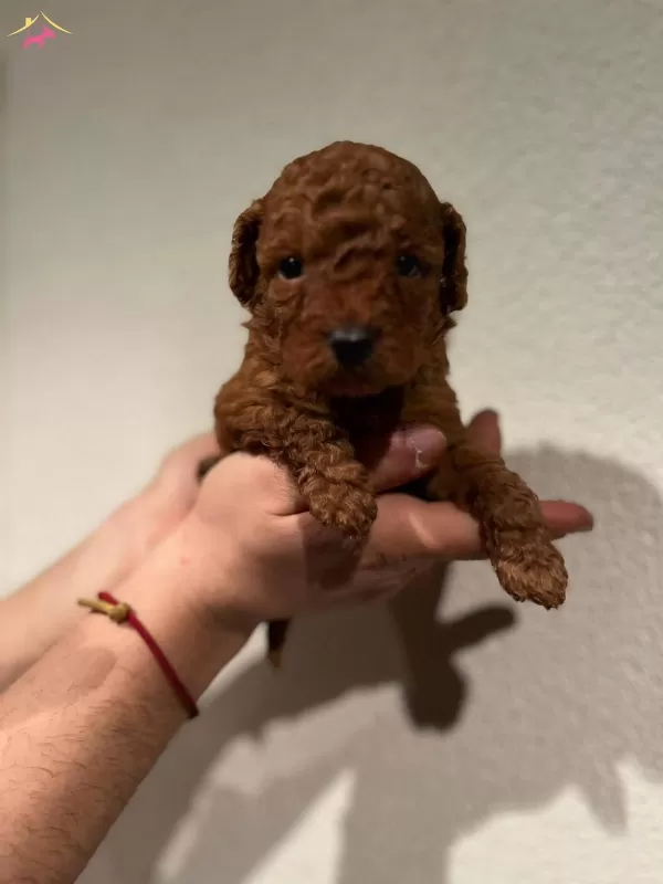 Red Brown Toy Poodle Bebekler