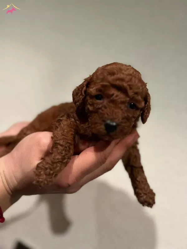 Red Brown Toy Poodle Bebekler