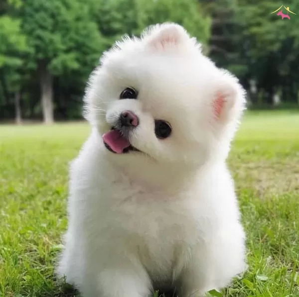 Pamuk Gibi Pomeranian Boo