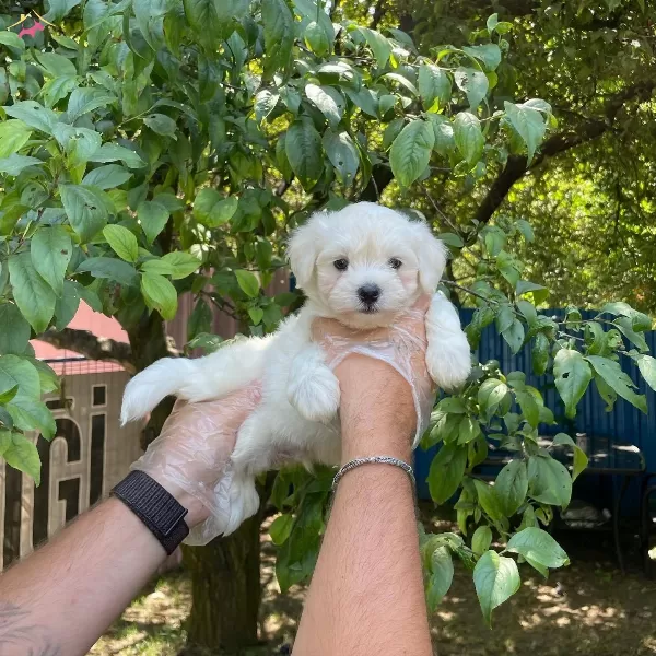 Kore Surat Maltese Terrier Bebeklerimiz