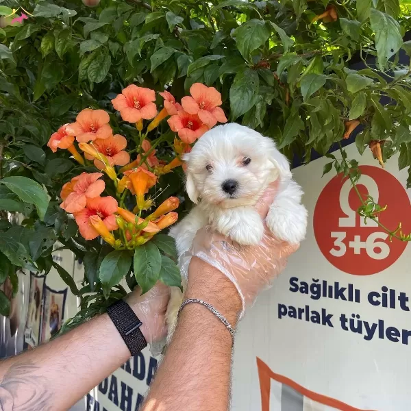 Kore Surat Maltese Terrier Bebeklerimiz
