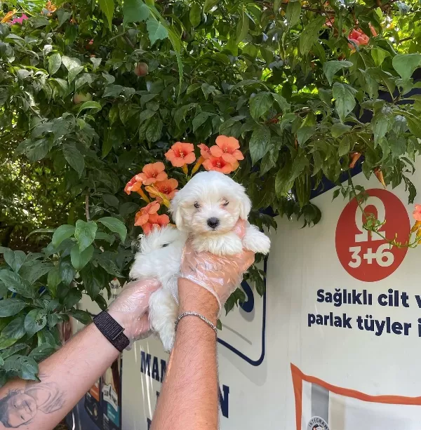 Kore Surat Maltese Terrier Bebeklerimiz