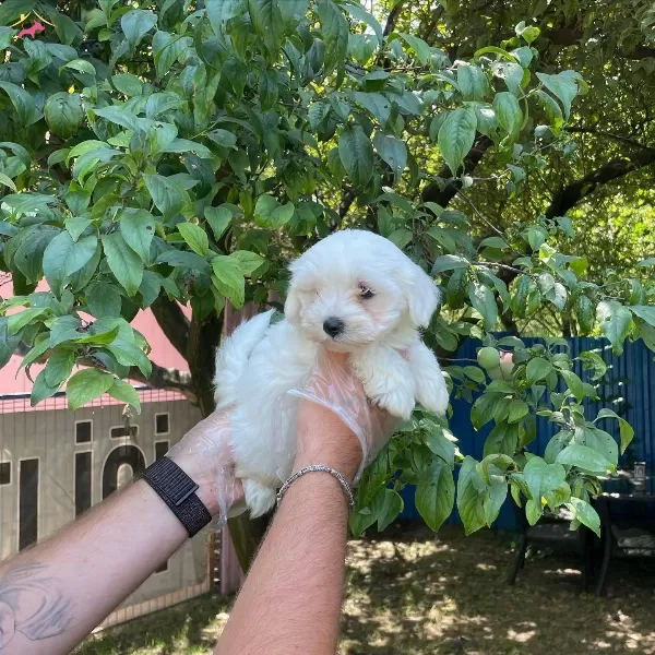 Kore Surat Maltese Terrier Bebeklerimiz