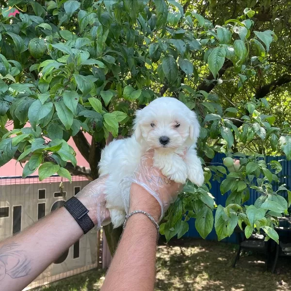 Kore Surat Maltese Terrier Bebeklerimiz