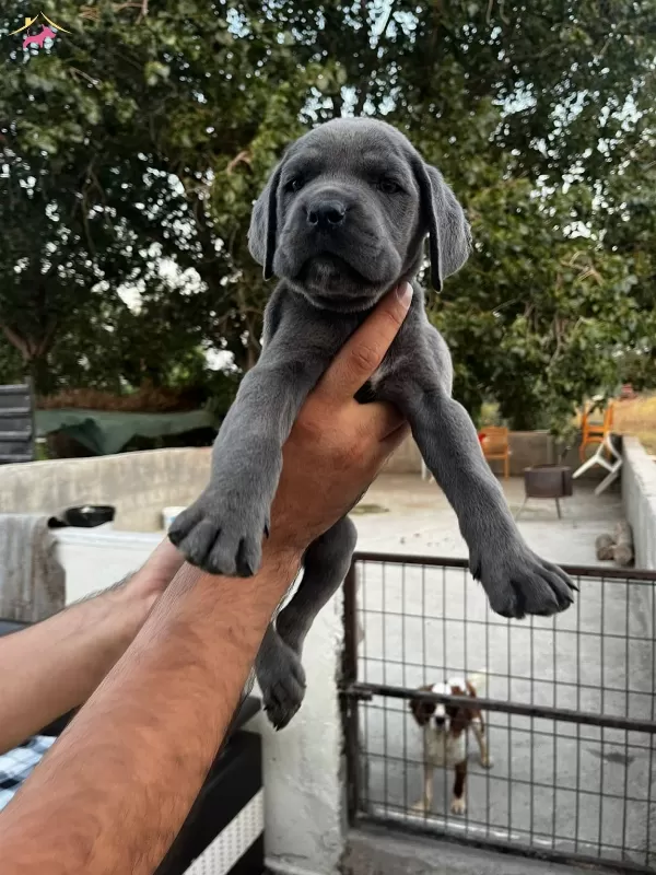 Blue Cane Corso Bebeklerim