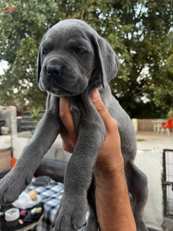 Blue Cane Corso Bebeklerim