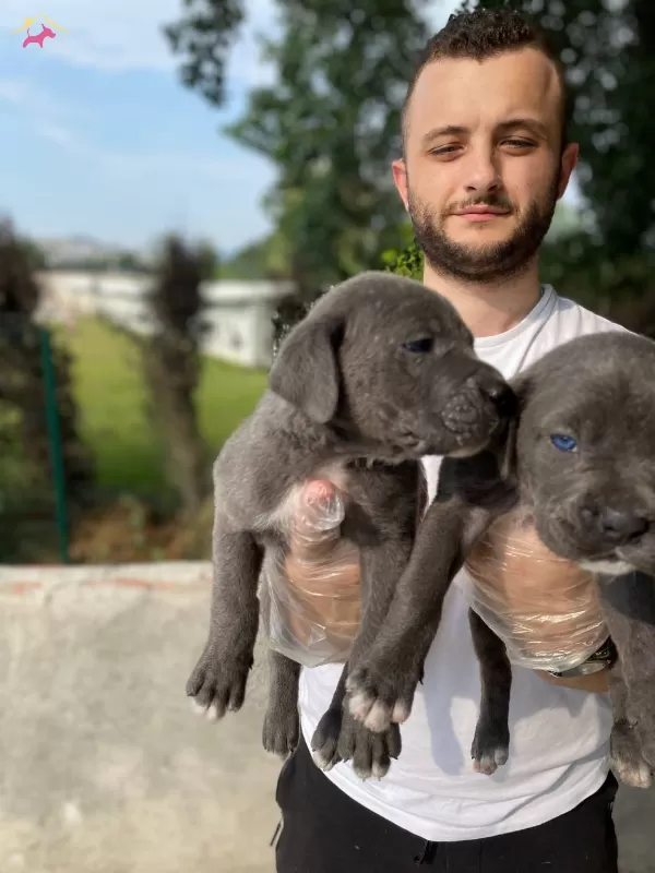 Blue Cane Corso Bebeklerim