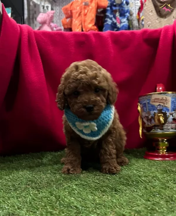 Full Wc Eğitimli Poodle