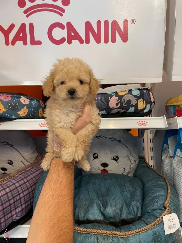 Apricot Renk Tonuna Sahip Poodle Bebeklerimiz