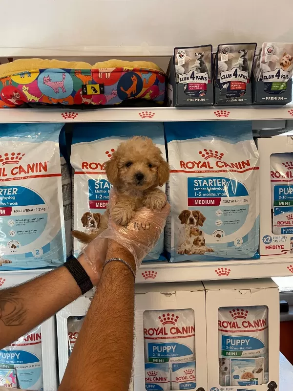 Apricot Renk Tonuna Sahip Poodle Bebeklerimiz