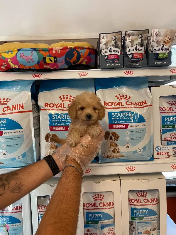 Apricot Renk Tonuna Sahip Poodle Bebeklerimiz
