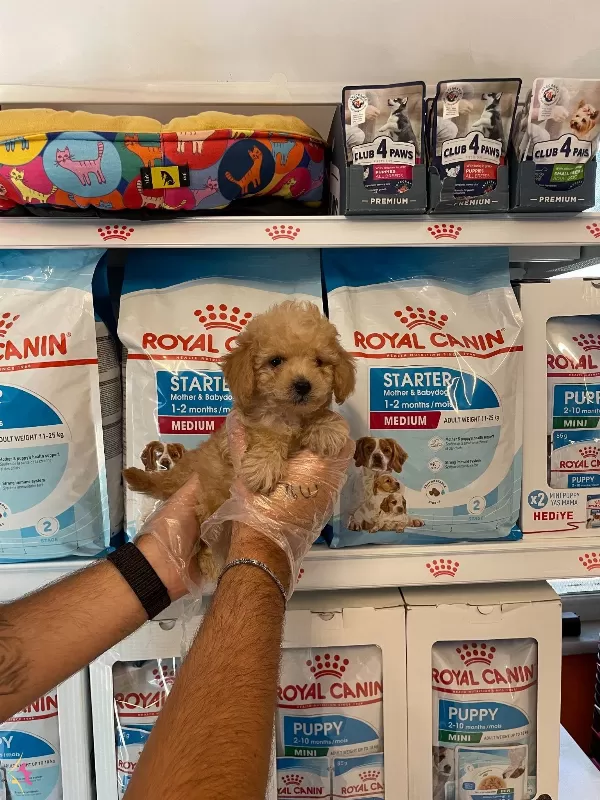 Apricot Renk Tonuna Sahip Poodle Bebeklerimiz