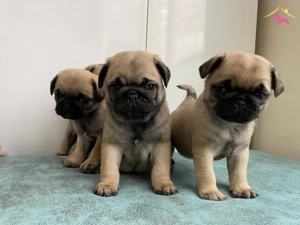 Saskın Bakisli Rifki Irk Ve Sağlık Garantili Pug
