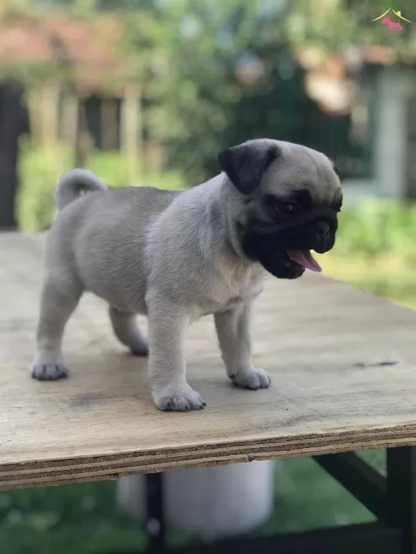 Saskın Bakisli Rifki Irk Ve Sağlık Garantili Pug