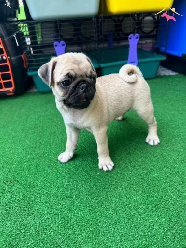 Saskın Bakisli Rifki Irk Ve Sağlık Garantili Pug