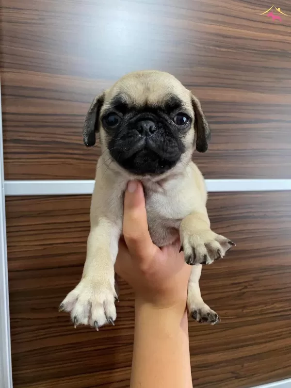 Saskın Bakisli Rifki Irk Ve Sağlık Garantili Pug