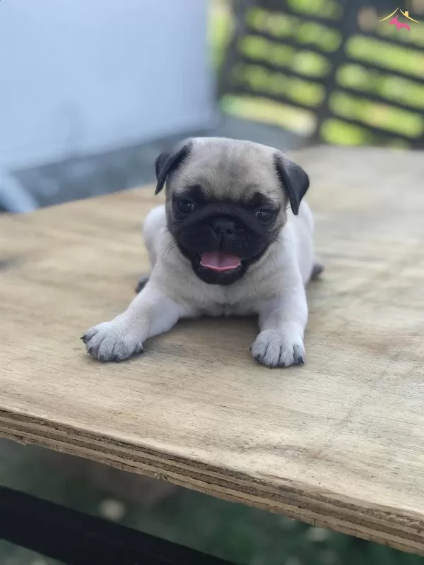 Saskın Bakisli Rifki Irk Ve Sağlık Garantili Pug