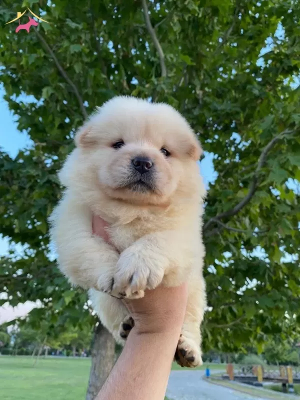 Ayı Suratli Chow Chow Yavrularım