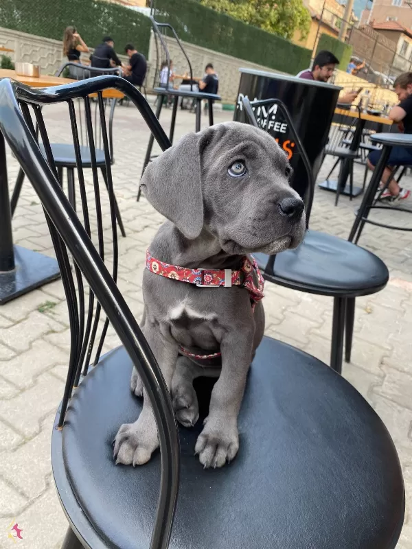 A Kalite Blue Cane Corso Yavrularım