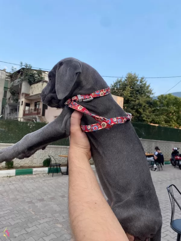 A Kalite Blue Cane Corso Yavrularım