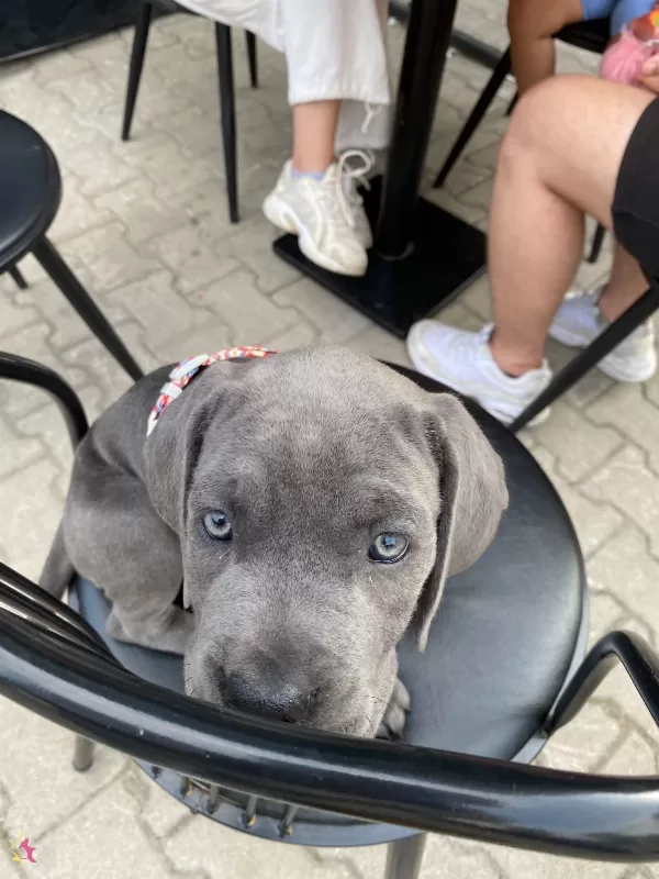A Kalite Blue Cane Corso Yavrularım
