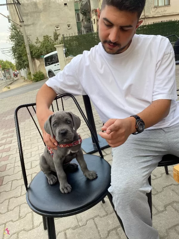 A Kalite Blue Cane Corso Yavrularım