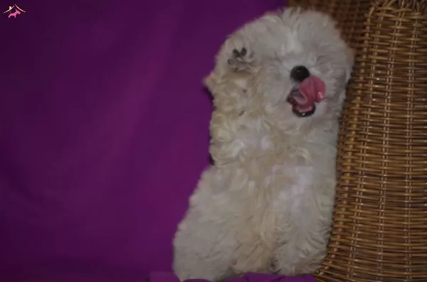 Maltese Terrier Yavrularımız