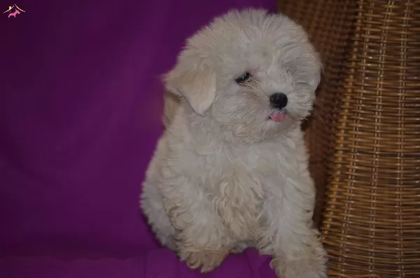 Maltese Terrier Yavrularımız