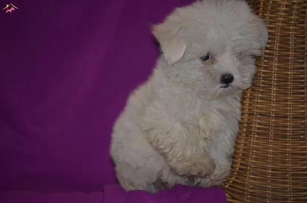 Maltese Terrier Yavrularımız