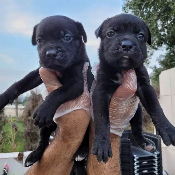 Safkan Irk Garantili Cane Corsa Bebekler