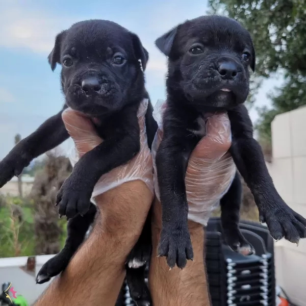 Safkan Irk Garantili Cane Corsa Bebekler