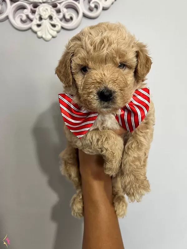 Harika Guzellikte Maltipoo Yavrularımız