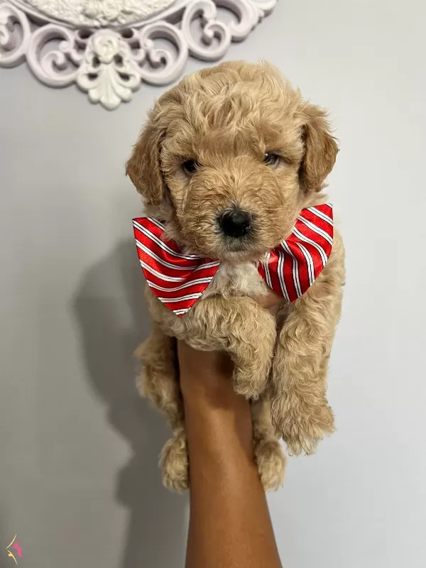 Harika Guzellikte Maltipoo Yavrularımız