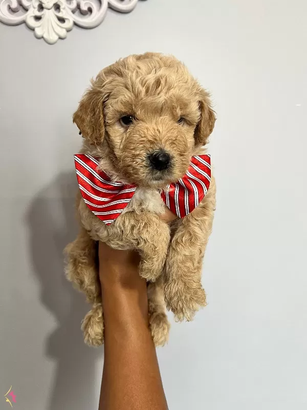 Harika Guzellikte Maltipoo Yavrularımız