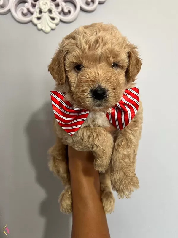 Harika Guzellikte Maltipoo Yavrularımız