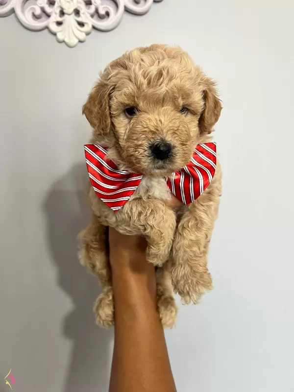 Harika Guzellikte Maltipoo Yavrularımız
