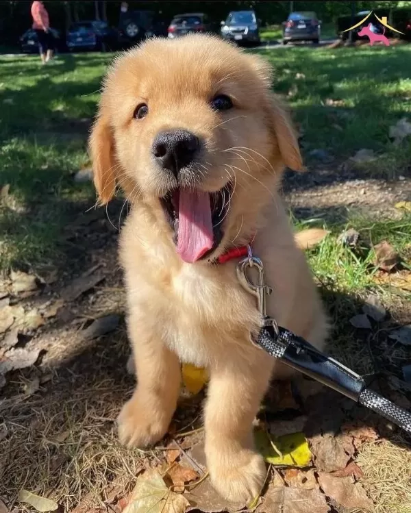 Irk Ve Sağlık Garantili Golden Retriever Yavrularım