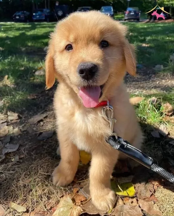 Irk Ve Sağlık Garantili Golden Retriever Yavrularım