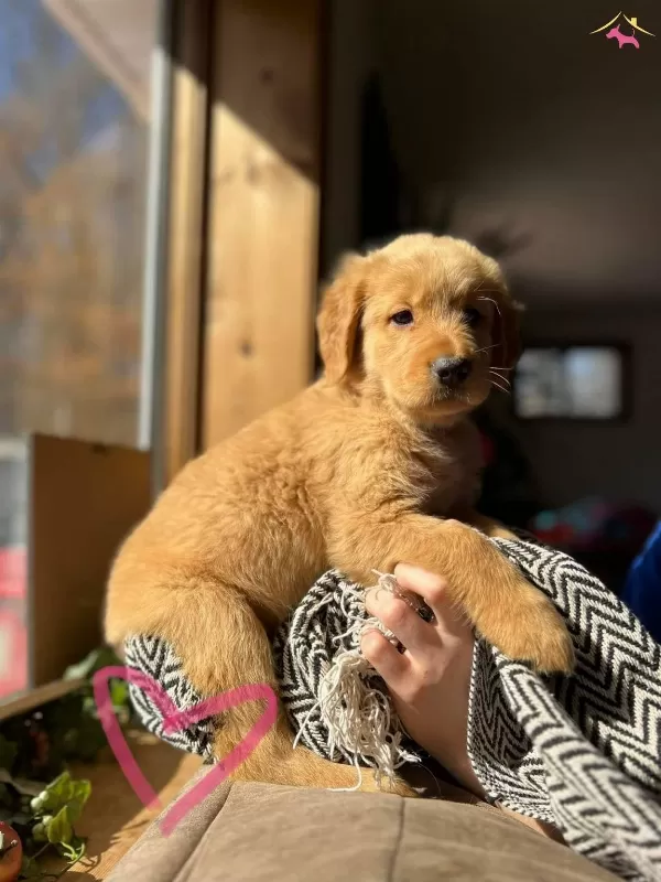 Irk Ve Sağlık Garantili Golden Retriever Yavrularım