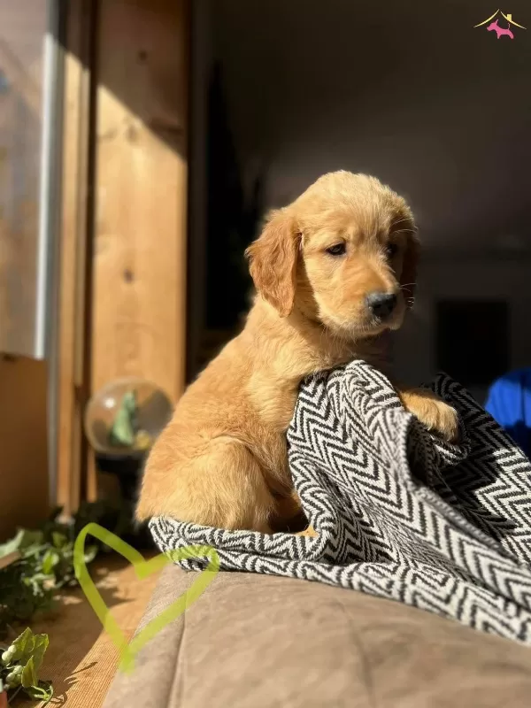 Irk Ve Sağlık Garantili Golden Retriever Yavrularım