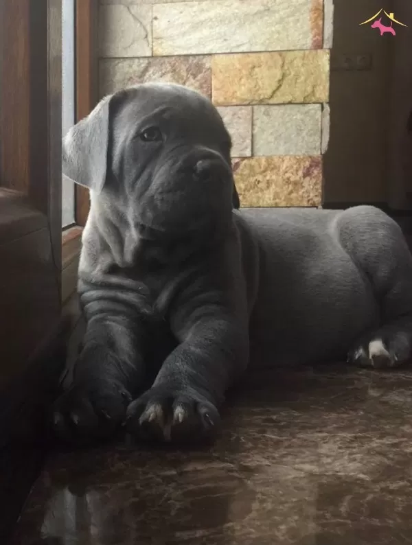 Dev Cocuklar Blue Cane Corso Yavruları