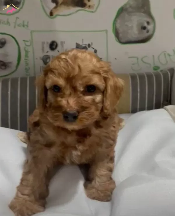 Poodle Yavrudan Farksız Efsane Maltipoo