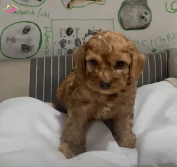 Poodle Yavrudan Farksız Efsane Maltipoo