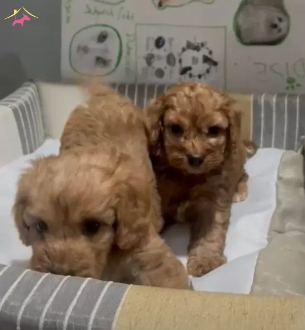 Poodle Yavrudan Farksız Efsane Maltipoo