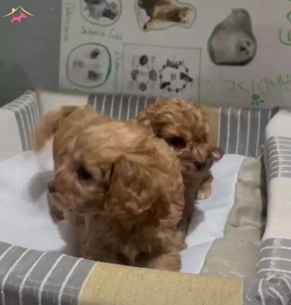 Poodle Yavrudan Farksız Efsane Maltipoo