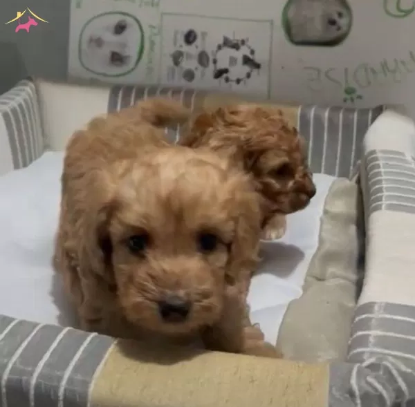 Poodle Yavrudan Farksız Efsane Maltipoo