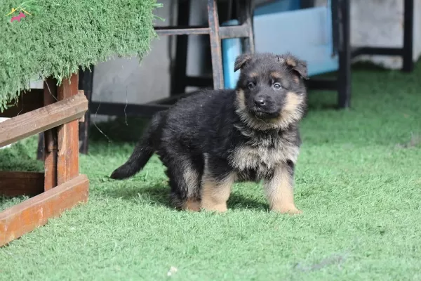 Irk Ve Sağlık Garantili Dusuk Bel Alman Kurdu Yavrularım