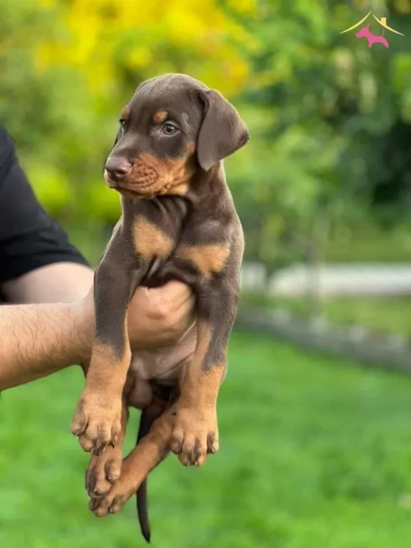 Kızıl Siyah Irk Ve Sağlık Garantili Doberman Yavrular